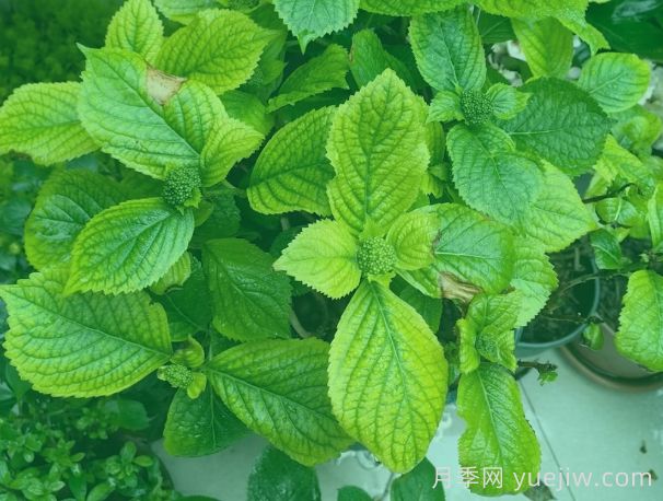 繡球葉片發(fā)黃焦邊？原因總結和對應解決方法(圖1)