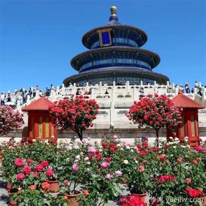 北京月季花開(kāi)滿(mǎn)城，一路繁花相伴美好(圖4)