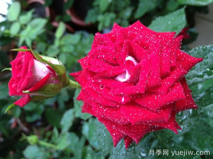 月季介紹，自由鐘月季(圖1)