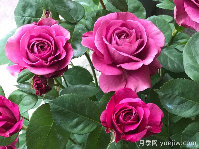 冥王星陽(yáng)臺月季(圖2)