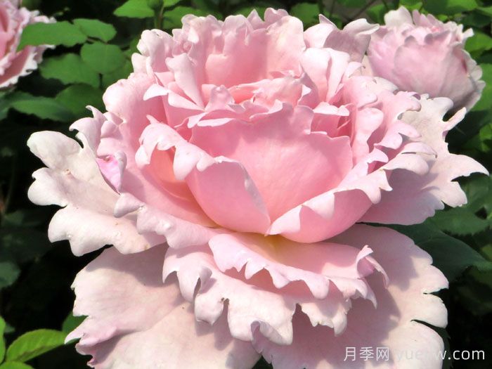 索菲羅莎月季/蘇菲羅莎(圖1)