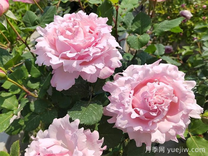 索菲羅莎月季有什么優(yōu)點(diǎn)和缺點(diǎn)？(圖1)