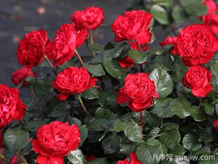 茶花女月季枝條刺很多嗎？(圖1)