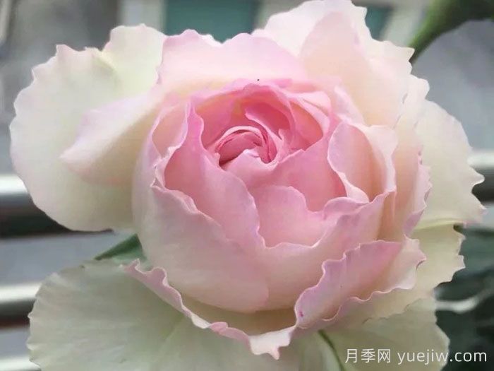 佩爾朱克月季/桃子月季(圖3)