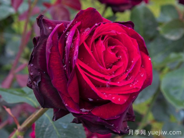 鮮切玫瑰品種有多少？花藝常用65種玫瑰品種介紹(圖2)