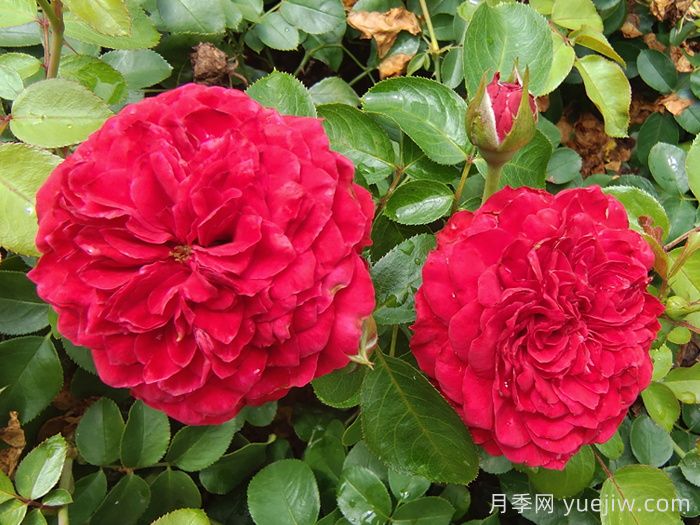 鮮切玫瑰品種有多少？花藝常用65種玫瑰品種介紹(圖4)