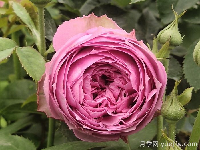 鮮切玫瑰品種有多少？花藝常用65種玫瑰品種介紹(圖11)