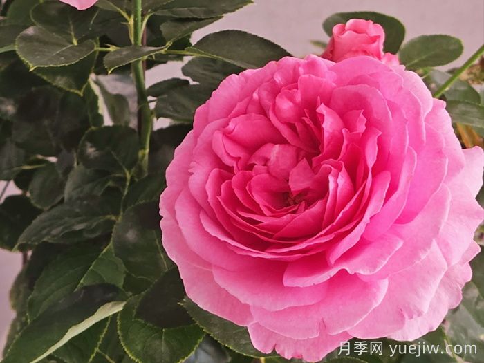 鮮切玫瑰品種有多少？花藝常用65種玫瑰品種介紹(圖7)