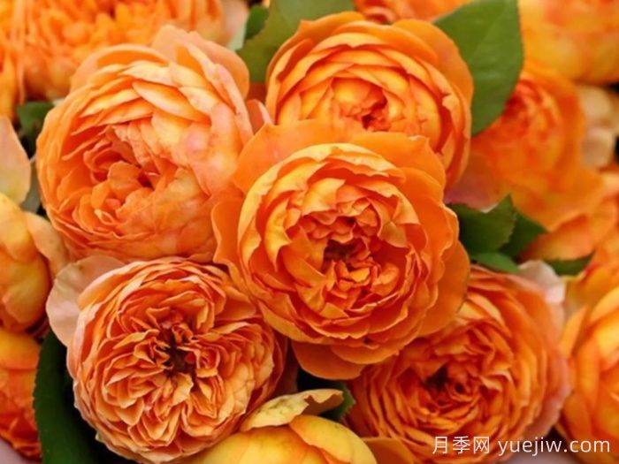 鮮切玫瑰品種有多少？花藝常用65種玫瑰品種介紹(圖10)
