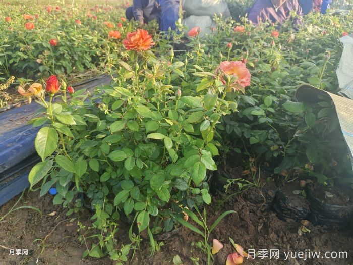 月季黑斑了，黑斑病怎么治呢？(圖1)