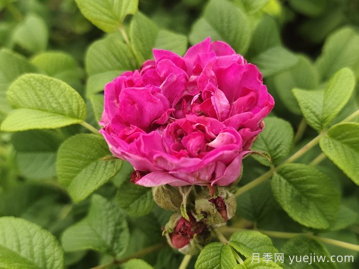 玫瑰花：解郁結之氣，養紅潤之顏(圖1)