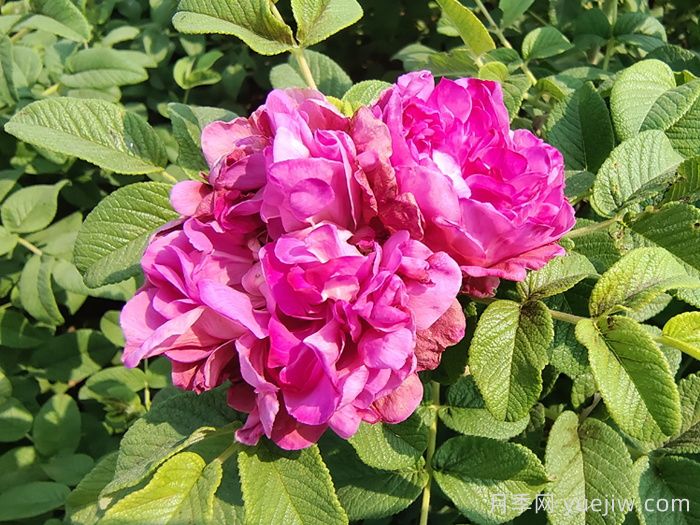 玫瑰花：解郁結之氣，養紅潤之顏(圖2)