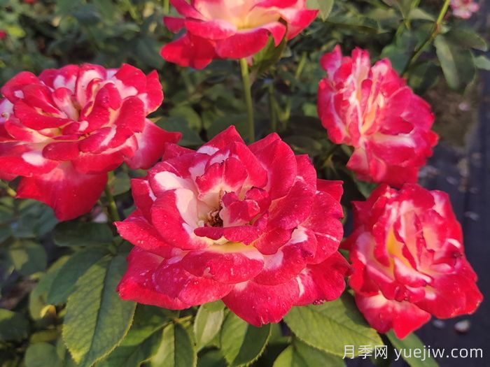 香水月季紅雙喜，養護5個(gè)要點(diǎn)又大又香(圖2)