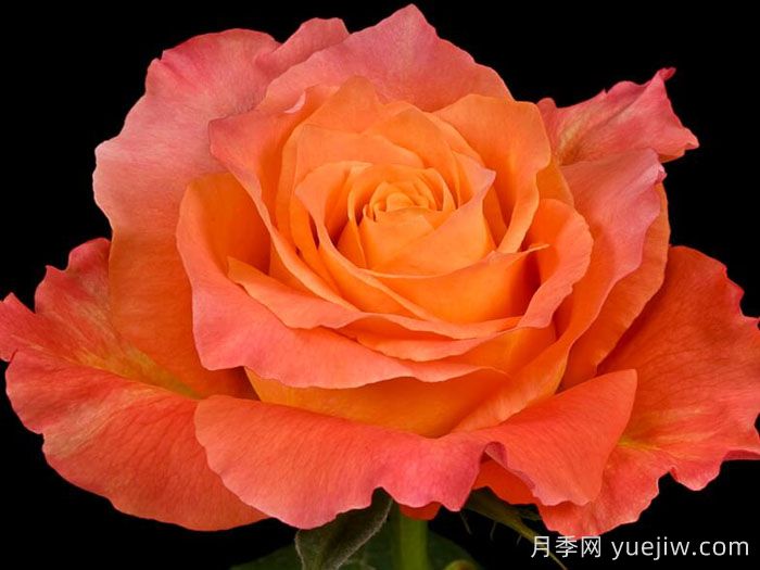 自由精靈月季/火靈鳥(niǎo)/自由主義(圖3)