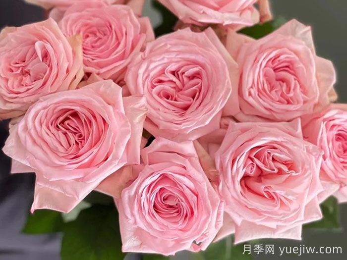 粉色哈娜月季/粉紅歐哈娜/粉荔枝玫瑰(圖1)