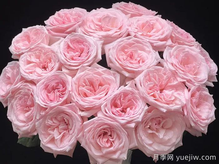 粉色哈娜月季/粉紅歐哈娜/粉荔枝玫瑰(圖3)
