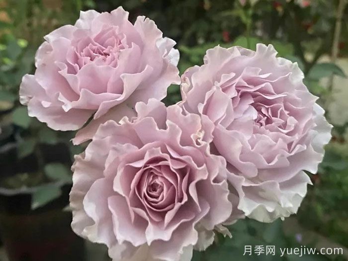 蜻蜓月季(圖2)