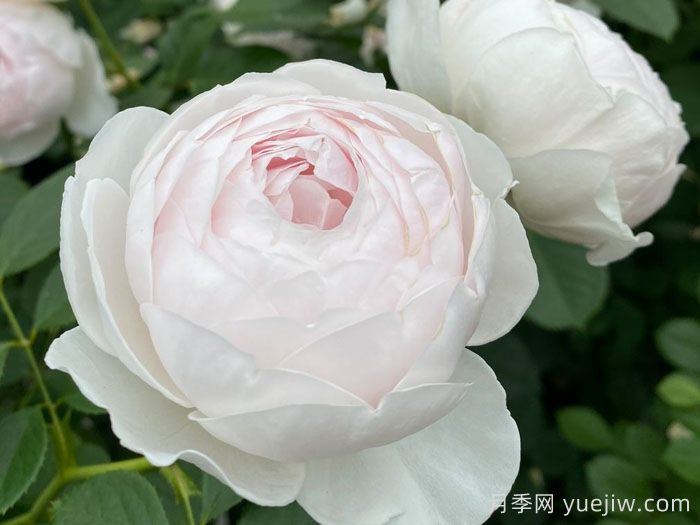 克里斯蒂娜公爵夫人月季/塵世天使/地球天使(圖2)
