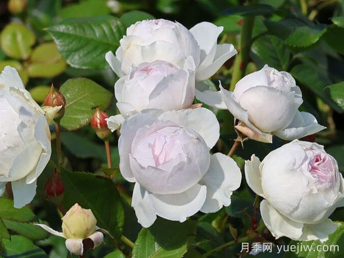 克里斯蒂娜公爵夫人月季/塵世天使/地球天使(圖5)