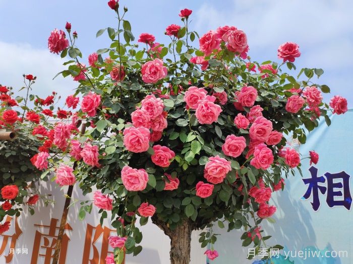 南陽(yáng)月季：月季產(chǎn)業(yè)轉型升級?美麗經(jīng)濟花樣綻放(圖2)