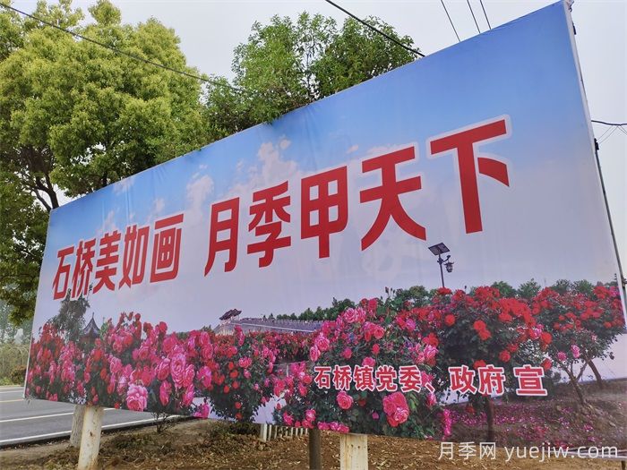 南陽(yáng)月季：月季產(chǎn)業(yè)轉型升級?美麗經(jīng)濟花樣綻放(圖3)
