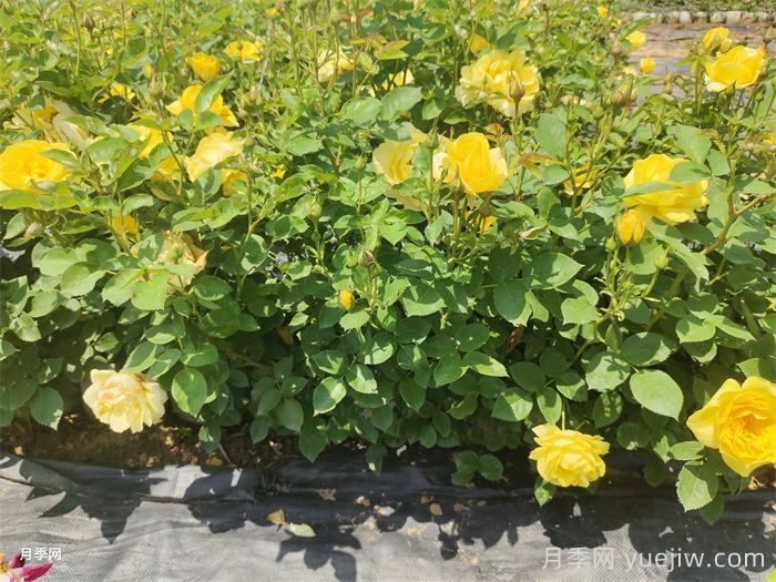 ?月季花開(kāi)敗后，如何做讓下一波花更多？(圖1)