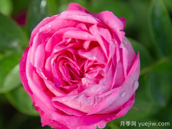 拉菲女王月季/女王長(cháng)青(圖3)