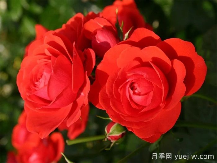 奇卡門(mén)廊月季/奇卡花環(huán)月季(圖2)