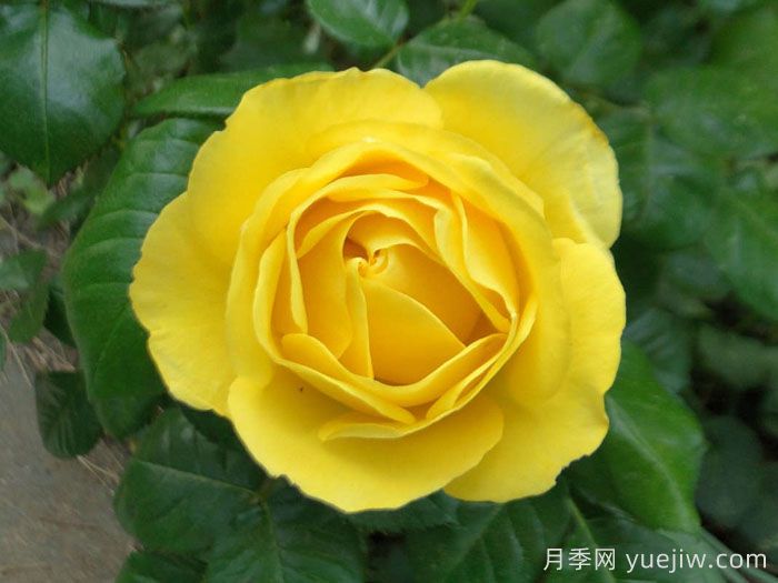 漫步陽(yáng)光月季/陽(yáng)光漫步(圖2)