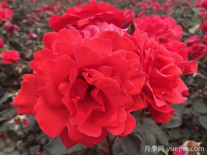 精選30種經(jīng)典月季大合集，好看養眼還抗病好養(圖9)