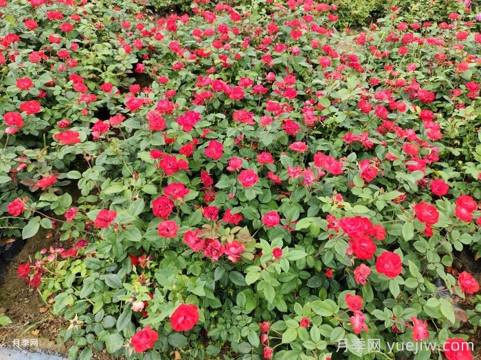 北京紅月季，國月園林豐花月季推薦(圖2)