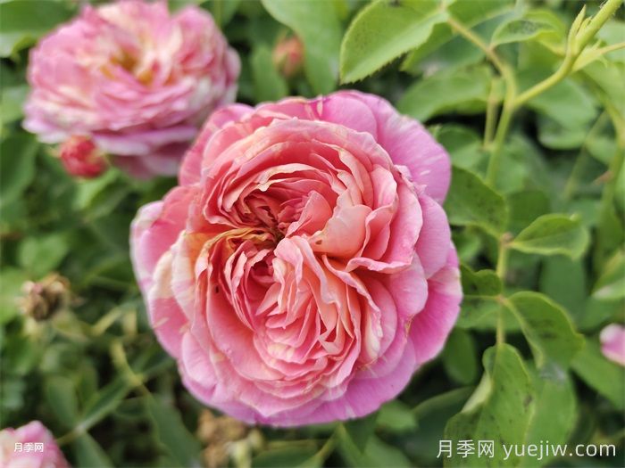 月季6大種類(lèi)及代表品種(圖6)