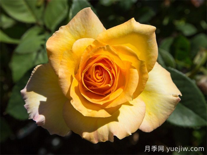 超火的10款復色系月季，款款精選(圖3)
