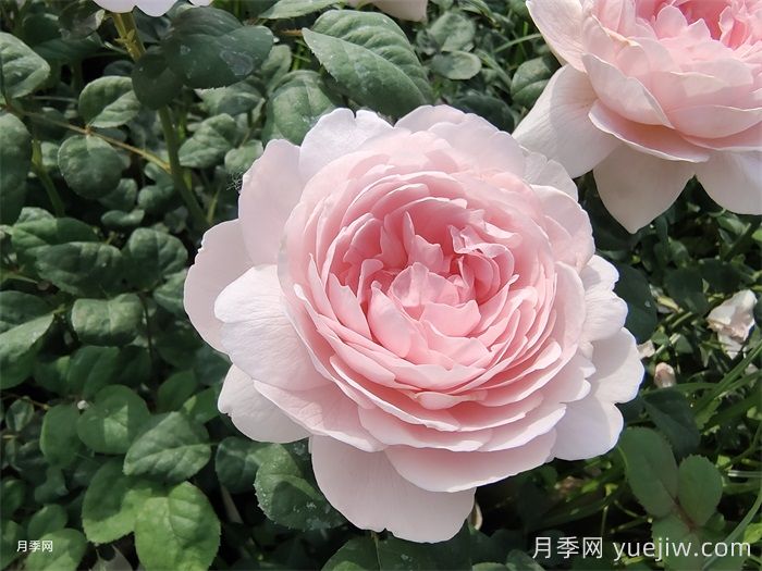 陽(yáng)臺月季別亂買(mǎi)！花友三年養花經(jīng)驗告訴你(圖2)