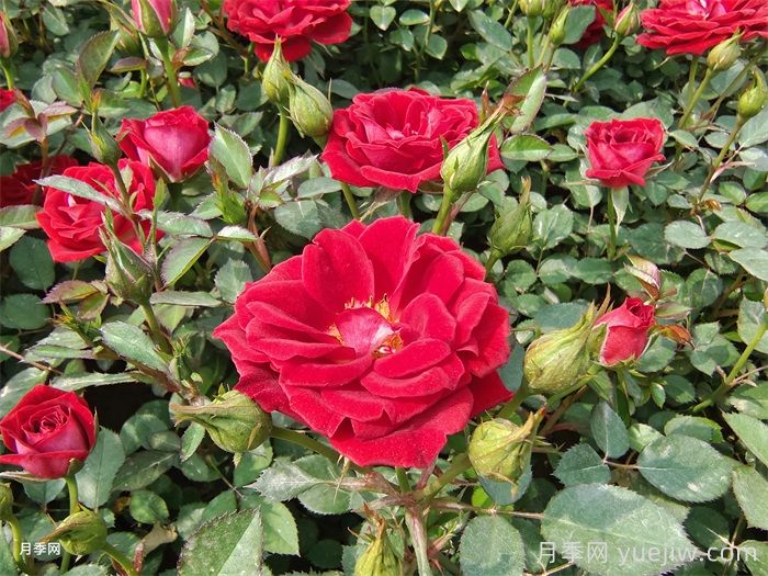 陽(yáng)臺月季別亂買(mǎi)！花友三年養花經(jīng)驗告訴你(圖3)