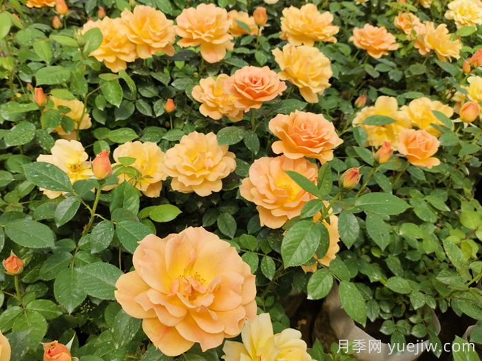 夏天養護注意著(zhù)5點(diǎn)，讓你月季能過(guò)夏(圖2)
