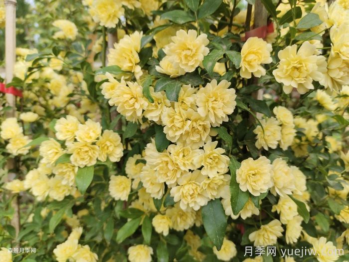 藤本月季的優(yōu)勢，爬滿(mǎn)圍墻就開(kāi)花(圖2)