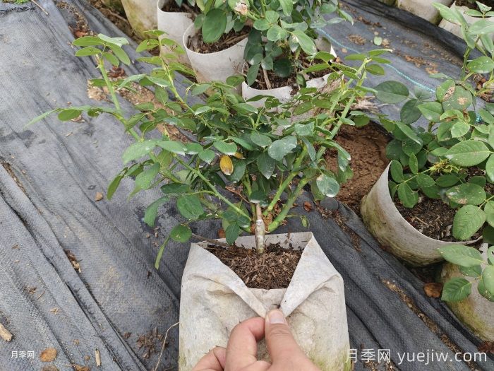 夏季月季，還在好好生長(cháng)嗎？(圖1)