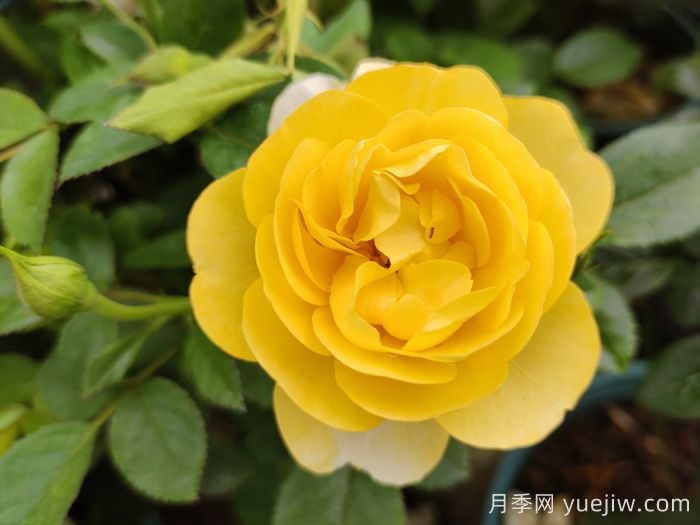 ***受花友們喜愛(ài)的經(jīng)典黃色系月季品種推薦(圖5)
