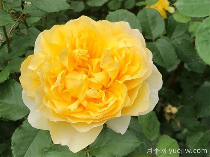 ***受花友們喜愛(ài)的經(jīng)典黃色系月季品種推薦(圖3)