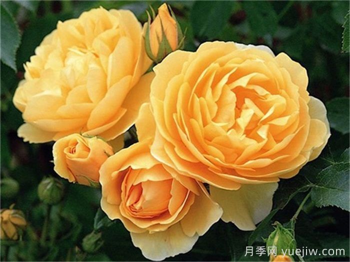***受花友們喜愛(ài)的經(jīng)典黃色系月季品種推薦(圖4)
