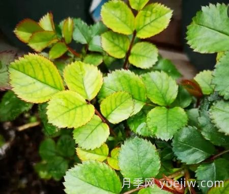 夏季月季新葉子發(fā)黃，該如何解決？(圖1)
