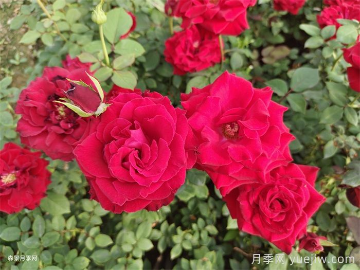 夏季月季養護五要點(diǎn)，輕松應對高溫花期翻倍(圖1)