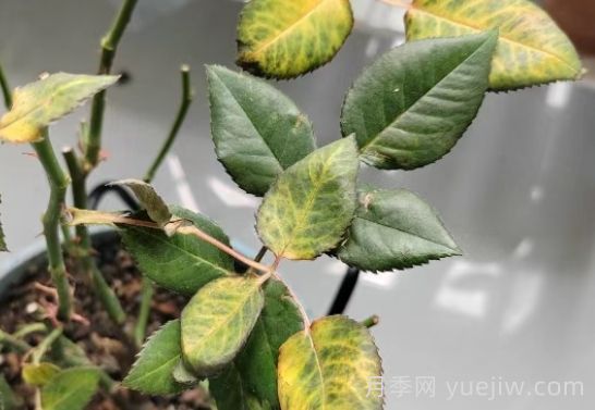 總結，9種月季黃葉癥狀及解決方法(圖1)