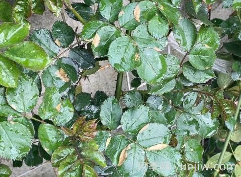 總結，9種月季黃葉癥狀及解決方法(圖2)