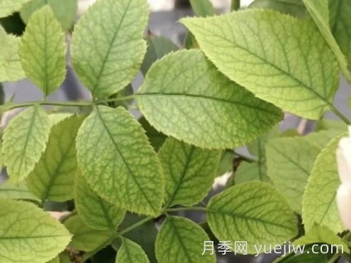 總結，9種月季黃葉癥狀及解決方法(圖3)