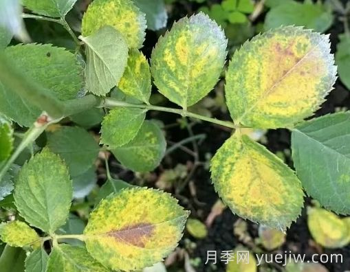 總結，9種月季黃葉癥狀及解決方法(圖4)