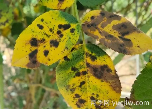 總結，9種月季黃葉癥狀及解決方法(圖5)