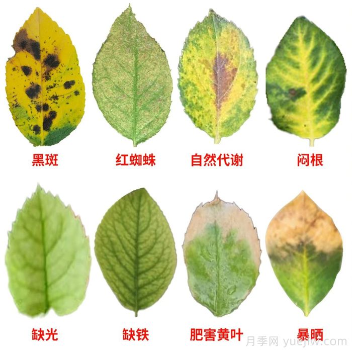 水黃與肥害分不清？7種月季常見(jiàn)黃葉癥狀(圖1)