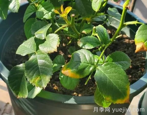 水黃與肥害分不清？7種月季常見(jiàn)黃葉癥狀(圖2)